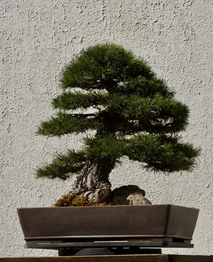 National Bonsai & Penjing Museum - 32