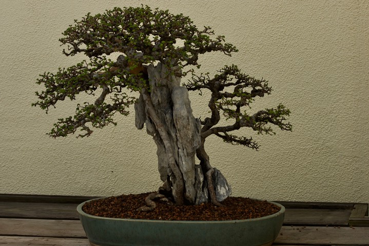 National Bonsai & Penjing Museum - 34