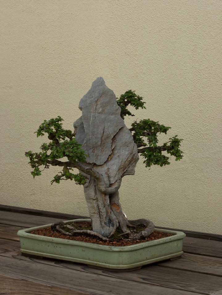 National Bonsai & Penjing Museum - 35