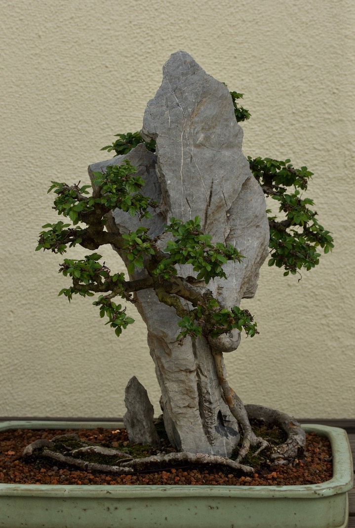 National Bonsai & Penjing Museum - 36