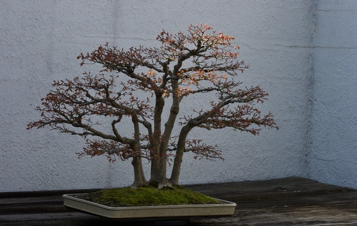 National Bonsai & Penjing Museum10