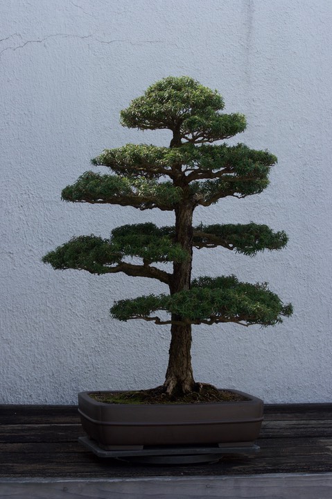 National Bonsai & Penjing Museum