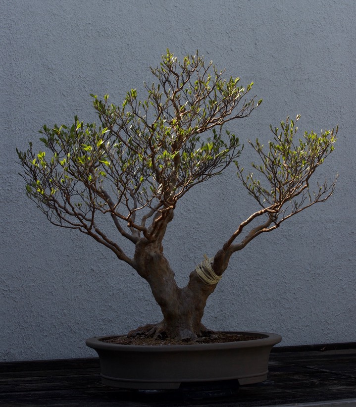 National Bonsai & Penjing Museum - 12