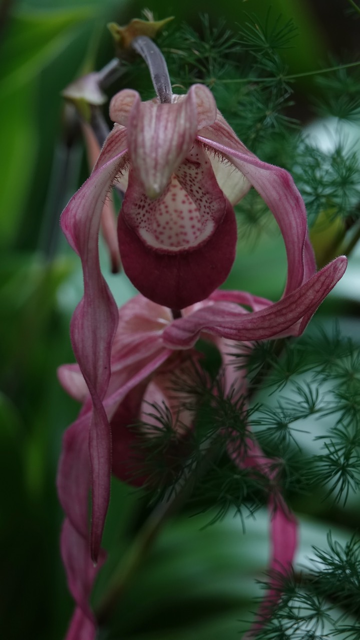 National Botanical Garden - Phragmipedium calurum 2