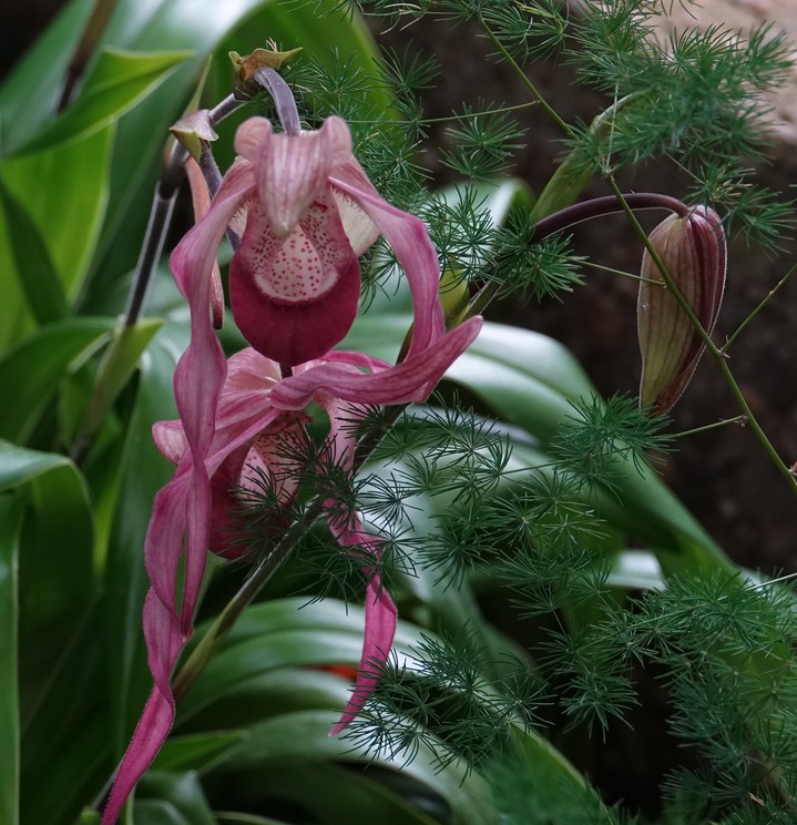 National Botanical Garden - Phragmipedium calurum