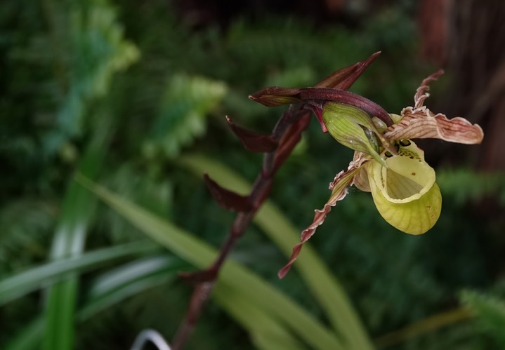 National Botanical Garden - Phragmipedium richteri 2