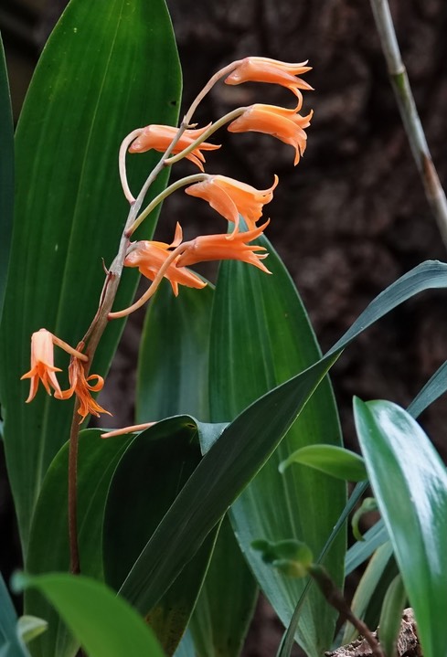 National Botanical Garden - Bifrenaria aureofulva