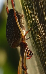 nephila-clavipes-golden-orb_med-2