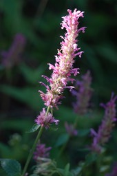 New Mexico Giant Hyssop - Agastache pallidiflora neomexicana1