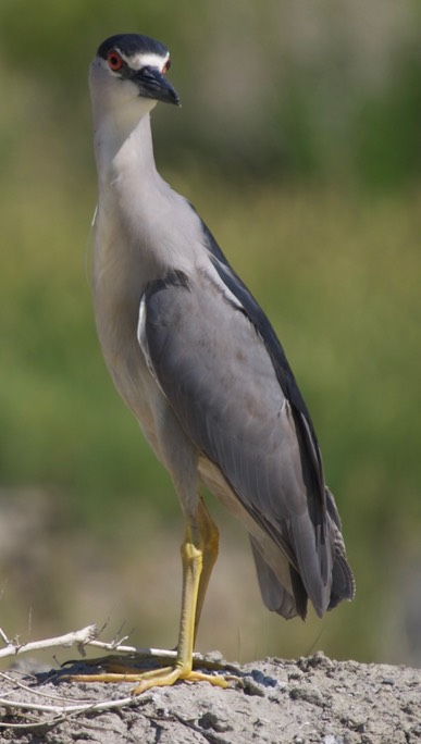 Night-Heron, Black-crowned 1