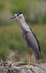 Night-Heron, Black-crowned 3