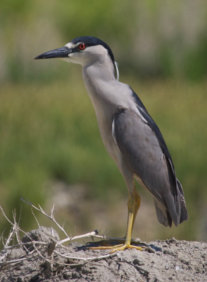 Night-Heron, Black-crowned 4