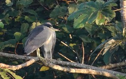 Night-Heron, Black-crowned, Nycticorax nycticorax - Rancho Primavera, El Tuito, Jalisco, Mexico4