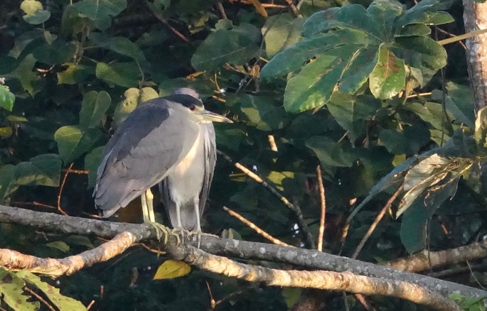 Night-Heron, Black-crowned, Nycticorax nycticorax - Rancho Primavera, El Tuito, Jalisco, Mexico4