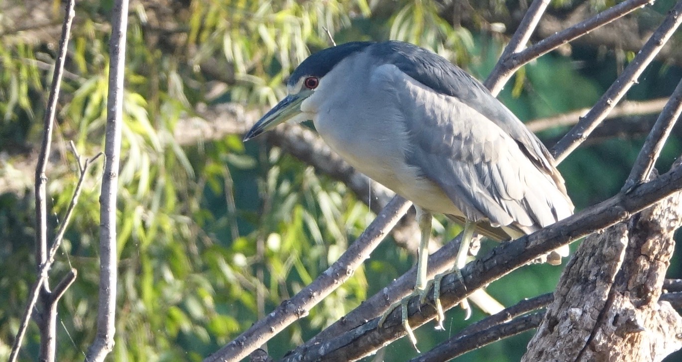 Night-Heron, lBlack-crowned, Nycticorax nycticorax - Rancho Primavera, El Tuito, Jalisco, Mexico