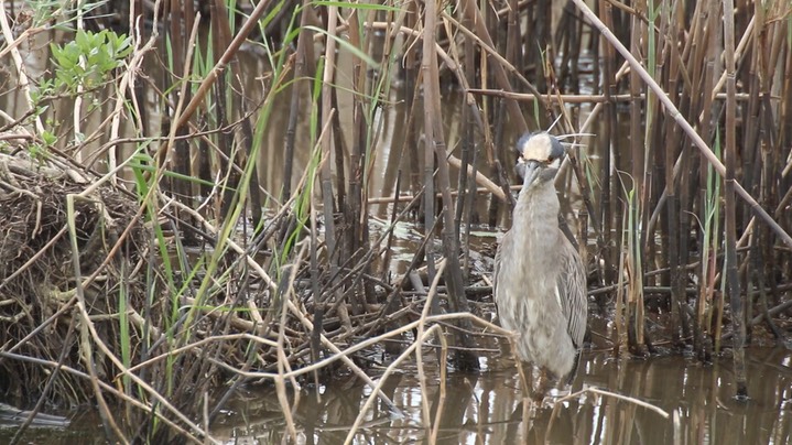 Night-Heron, Yellow-crowned 4