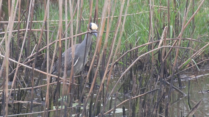 Night-Heron, Yellow-crowned 3