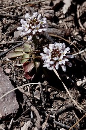 Noccaea fendleri subsp. glauca  Wild Candytuft 13