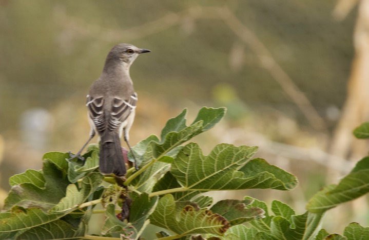 Northern Mockingbird, Mimus polyglottos1