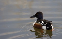 Northern Shoveler, Anas clypeata7