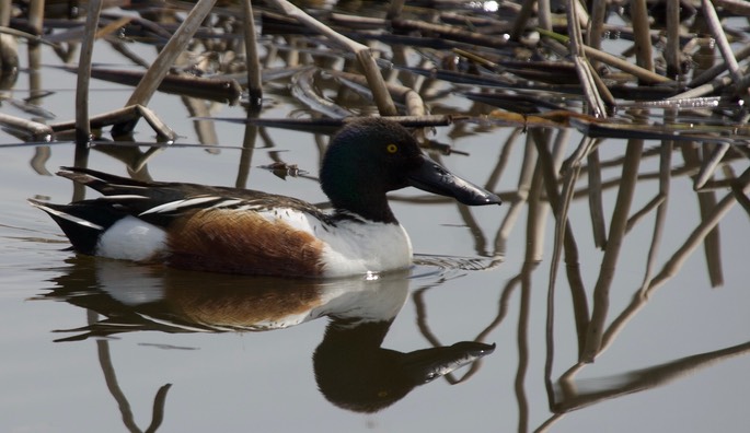 Northern Shoveler, Anas clypeata3