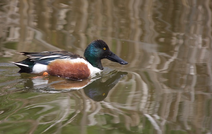 Northern Shoveler, Anas clypeata6