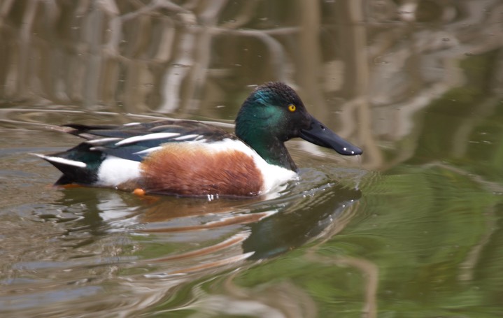 Northern Shoveler, Anas clypeata5