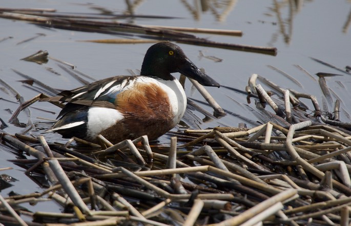 Northern Shoveler, Anas clypeata1