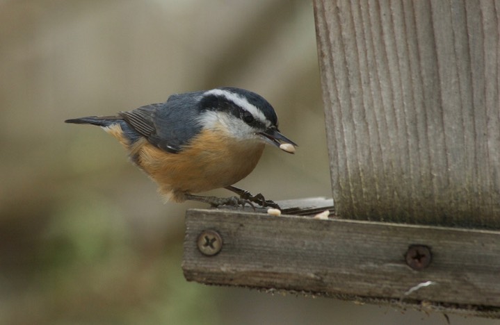 Nuthatch, Red-breasted Oregon1