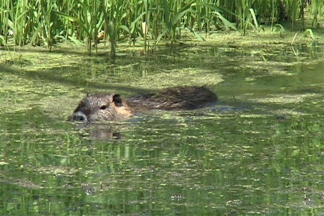 Nutria 1