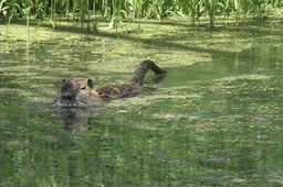 Nutria 2