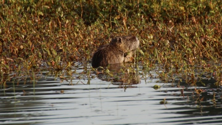 Nutria (Coypu) (Washington) 2