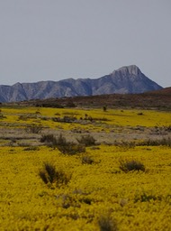 Nutt Grasslands