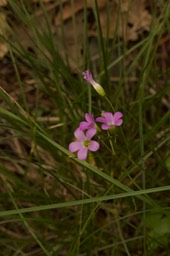 Oaxlis metcalfei, Alpine Woodsorrel3