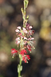 Oenothera suffrutescens - Scarlet beeblossom:Scalrlet Gaura5-4d