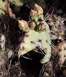 Opuntia phaeacantha  2a