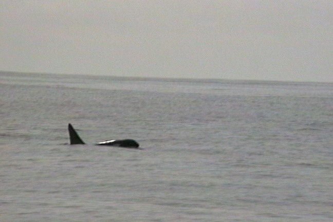 Orca 1