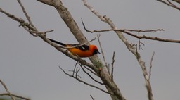 Oriole, Altamira 2