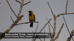 Oriole, Black-cowled 1