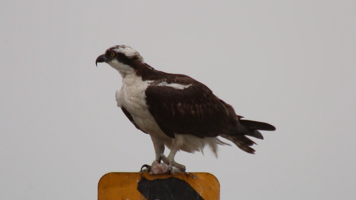 Osprey 1