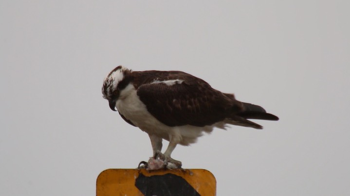 Osprey 2