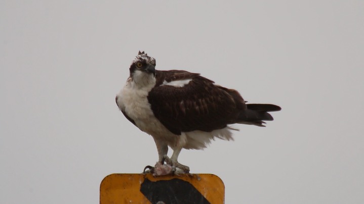 Osprey