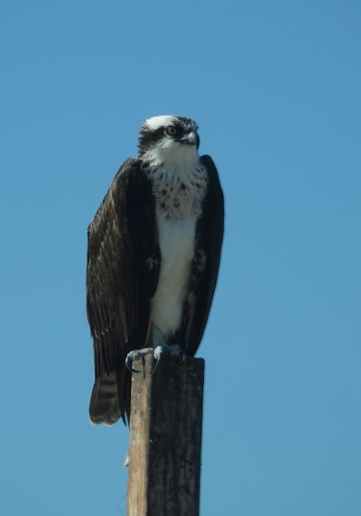 Osprey, Lauguna San Ignacio