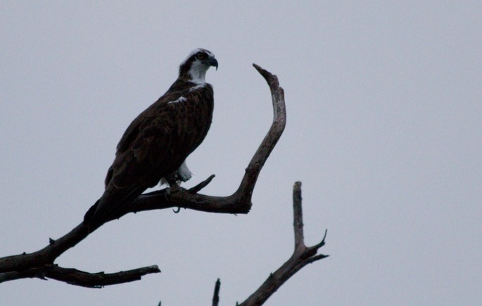 Osprey1