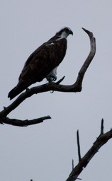 Osprey