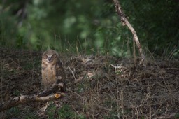 Owl, Great Horned 2