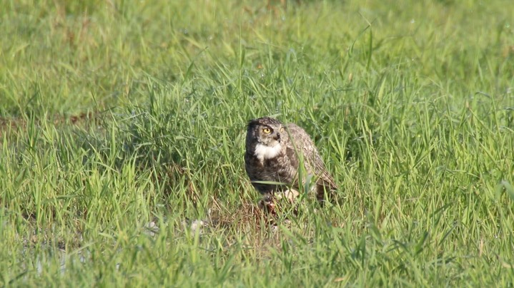 Owl, Great Horned (Washington) 1