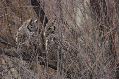 Owl, Great Horned4