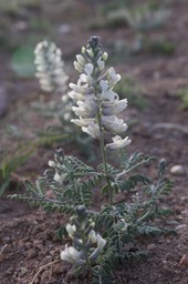 Oxytropis sericea sericea, or White Locoweed 2