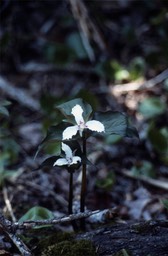 painted trillium647